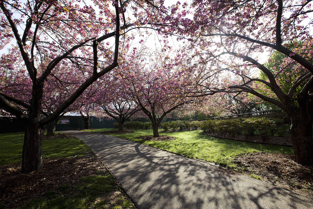 Brooklyn_Botanic_Garden