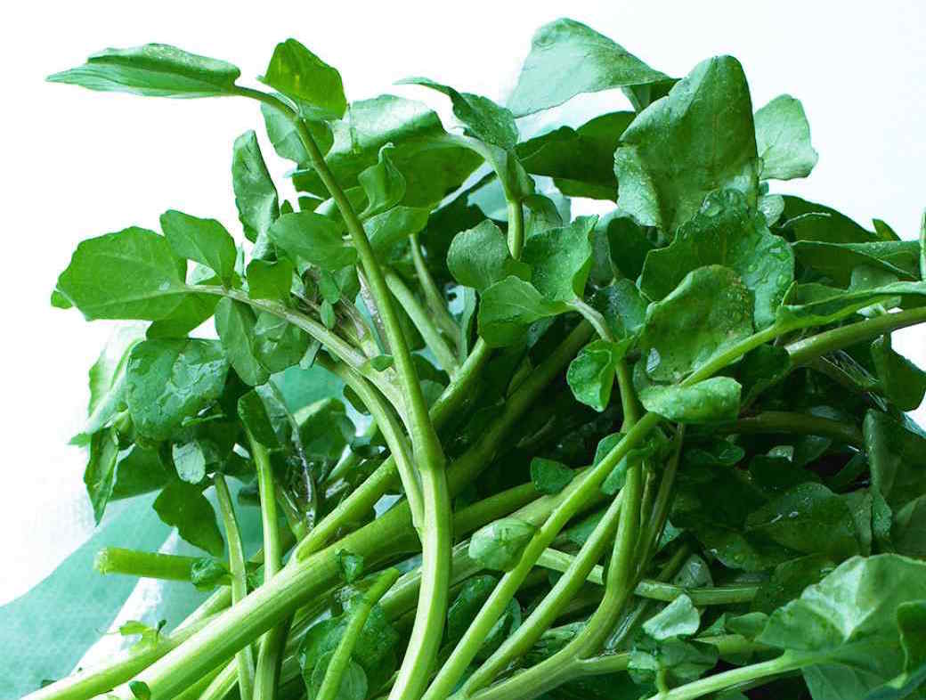 watercress-edf-0509-d104695hyt001a_vert